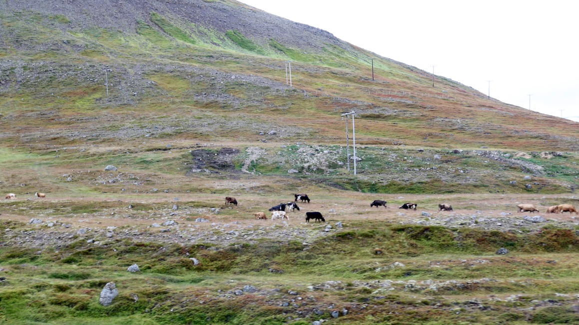 Cows roaming