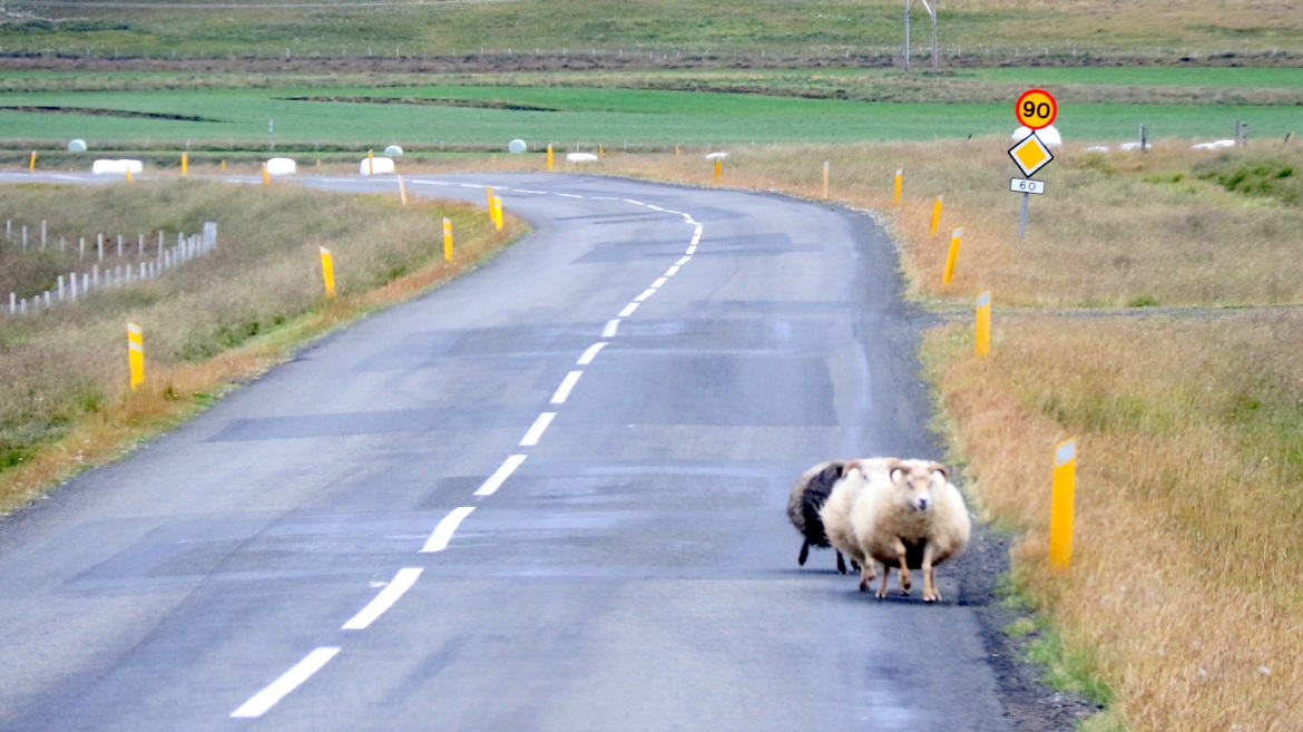 Trio of round sheep