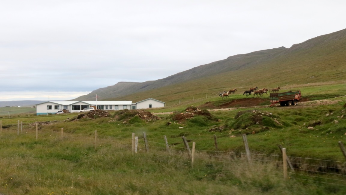 Plenty of horses