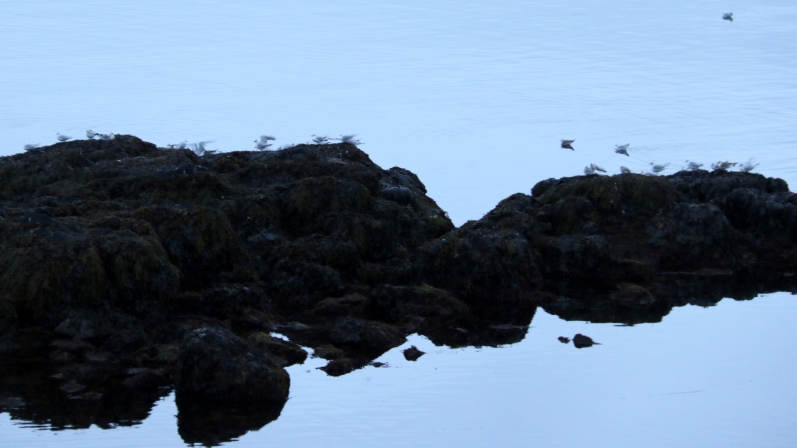 Common seagulls