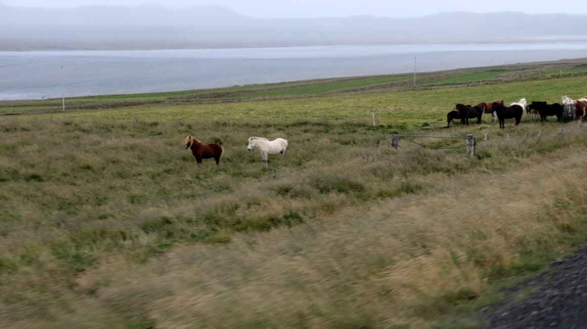 Many horses