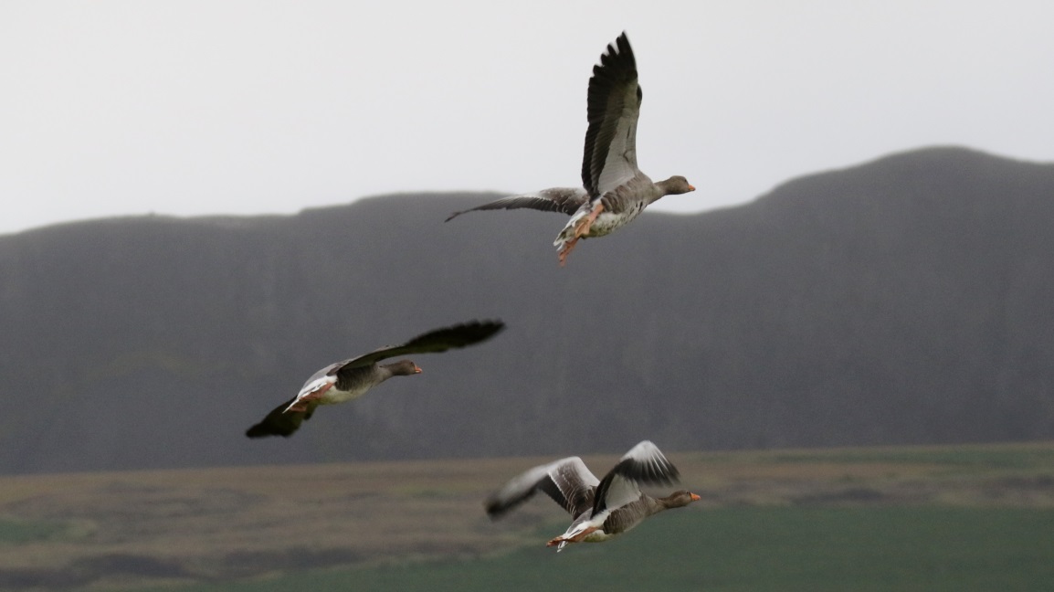 Geese flying away