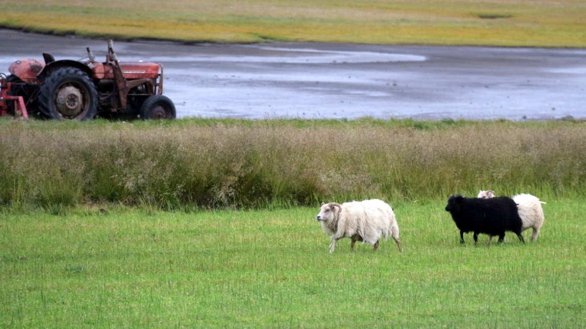 Sheep