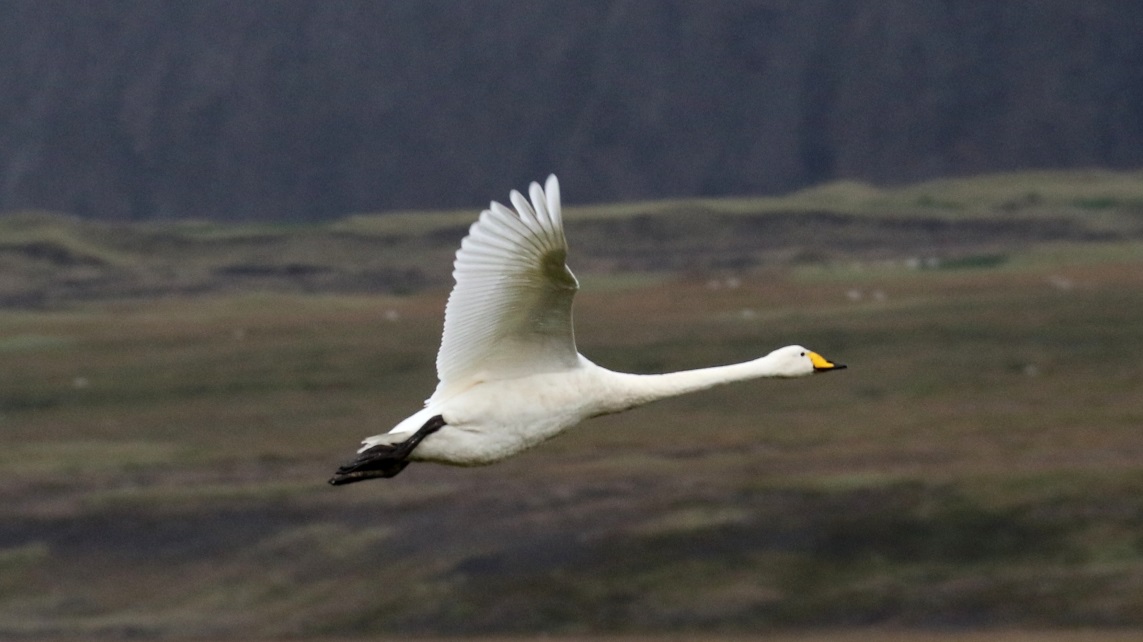 Whooper Swan in flight