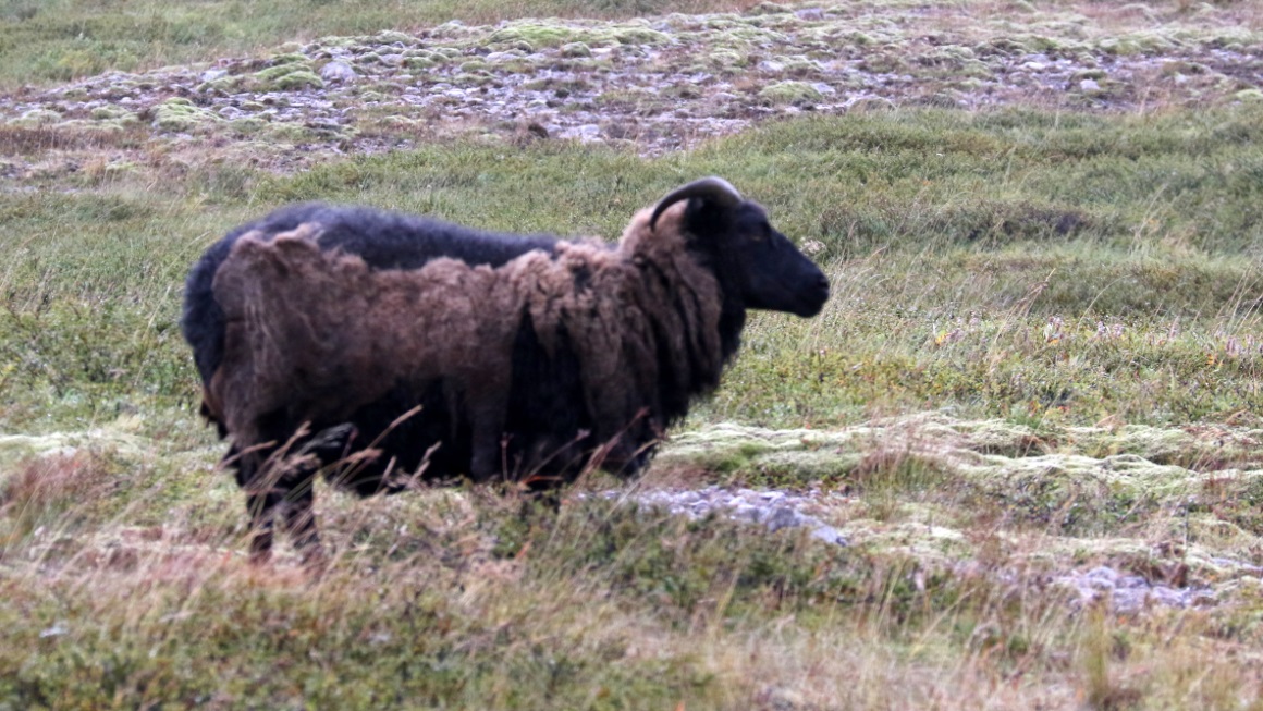 Local resident