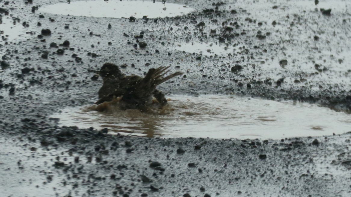 Puddle was very muddy