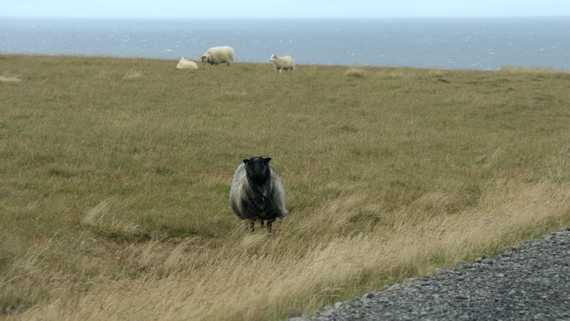 Sheep