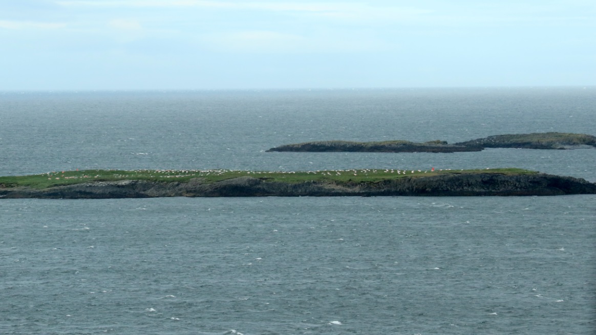 Abundance of birds