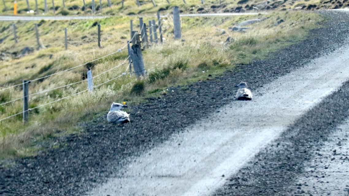 Not much traffic here