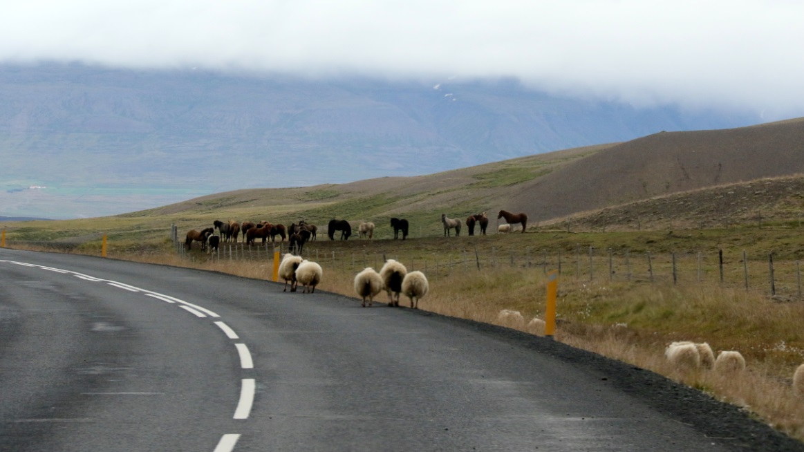 Spare horses