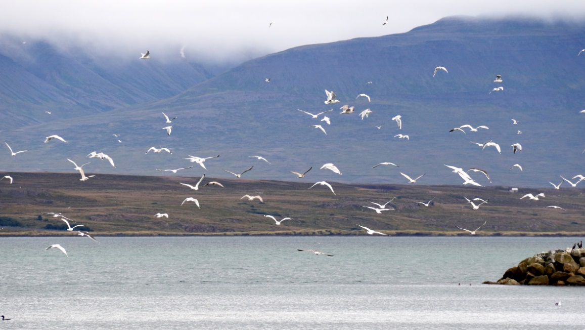 Looking for more fish