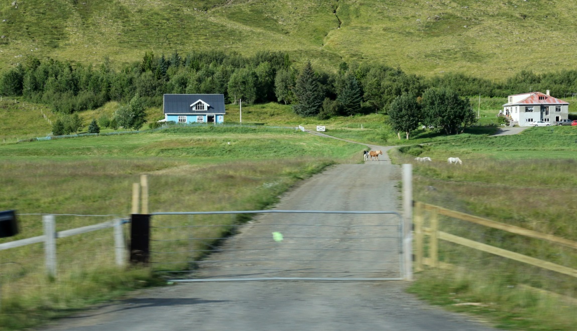 Small horses