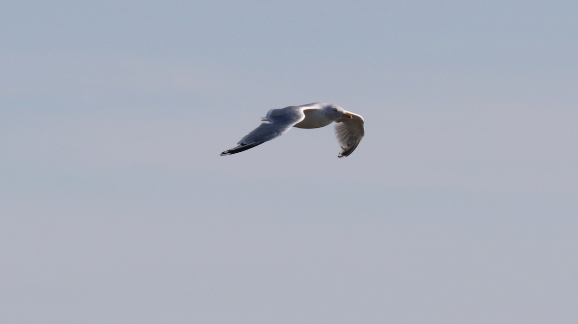 Iceland Gull flying