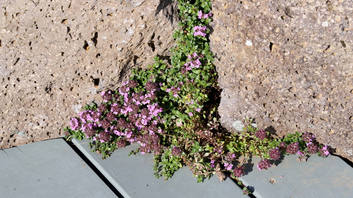 Moss Campion