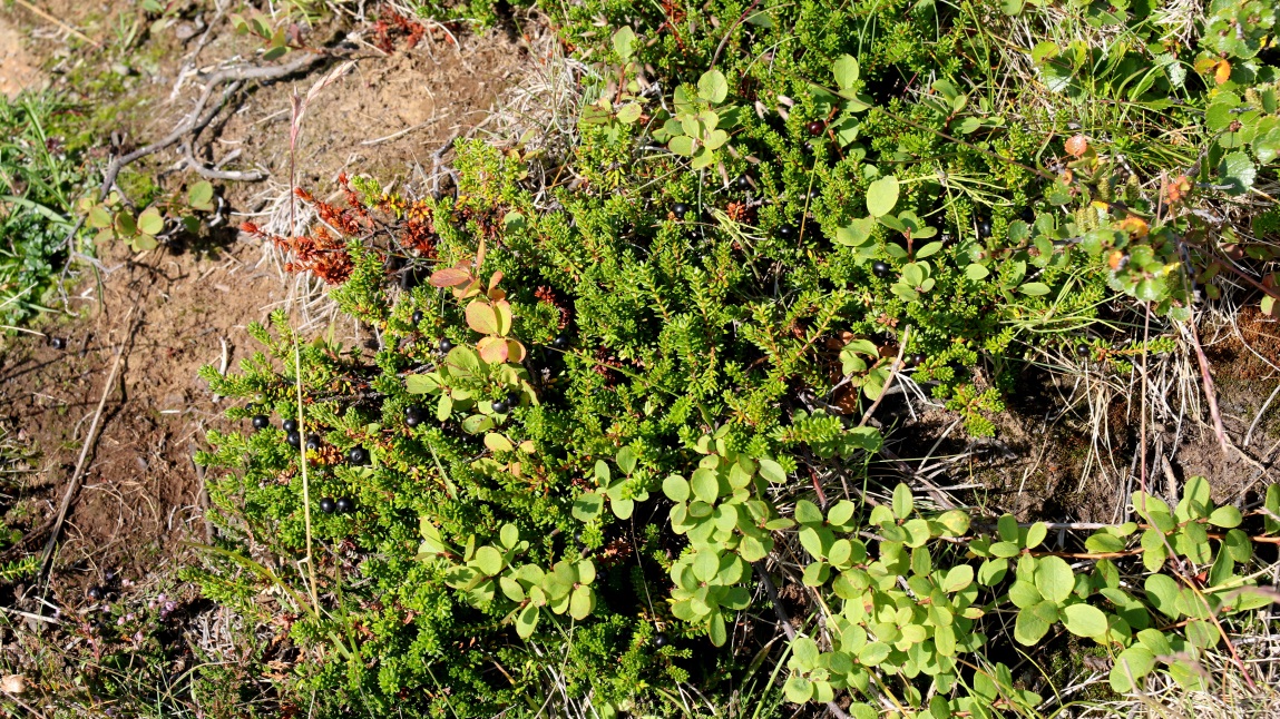 Ground crawling plant