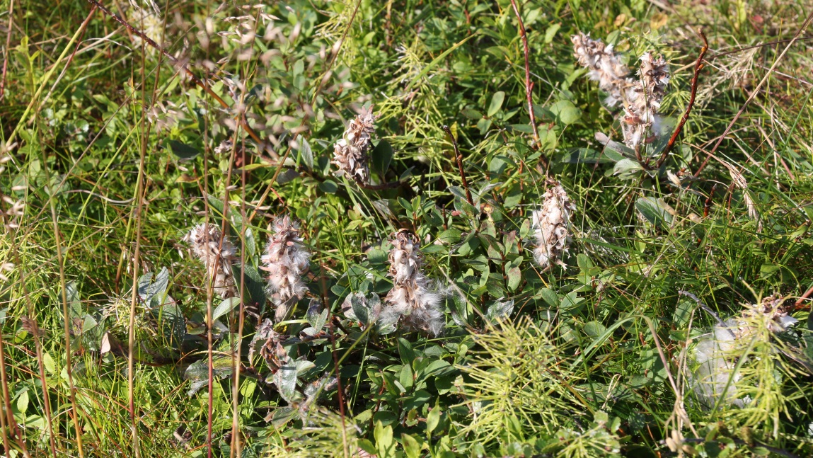 Fuzzy white seeds