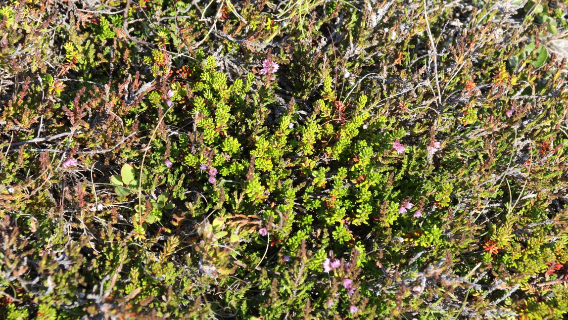 Ground cover