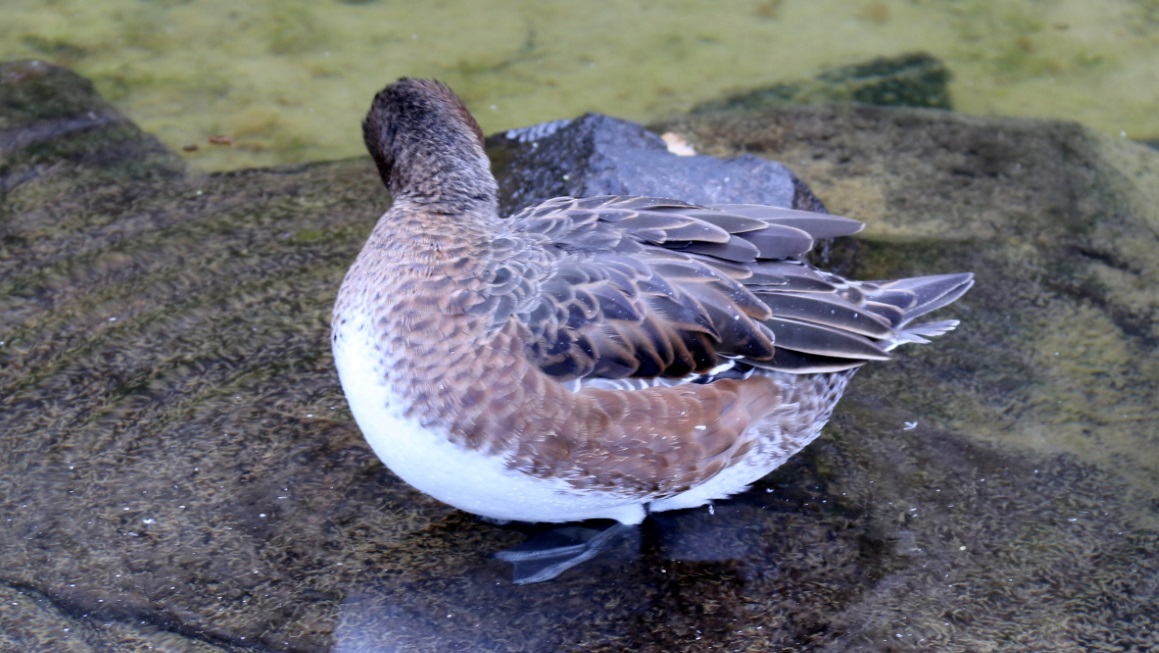 Arrange his feathers