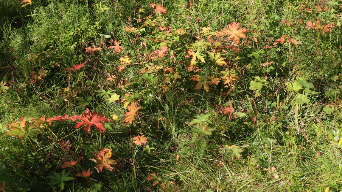 Fall colors