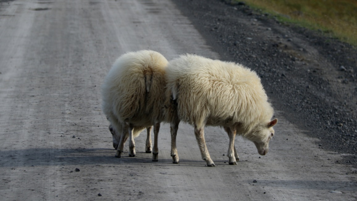 Licking the road