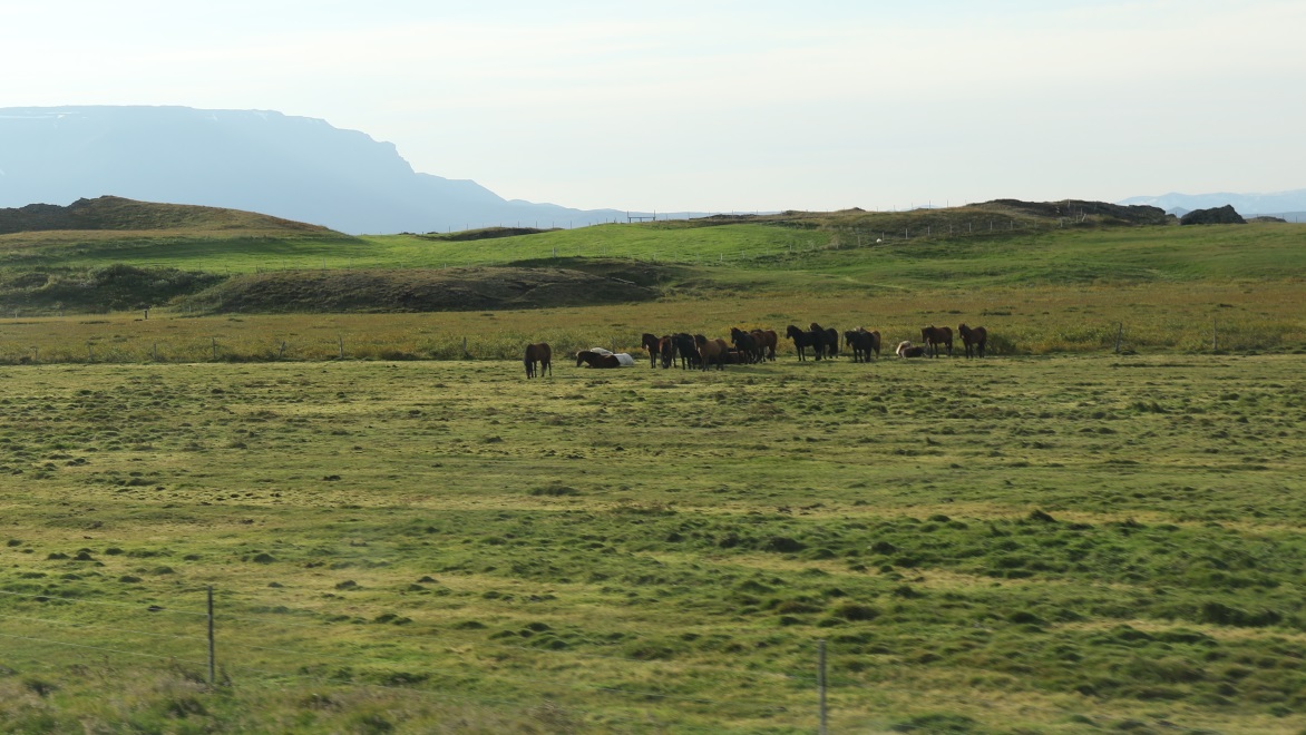 Horses