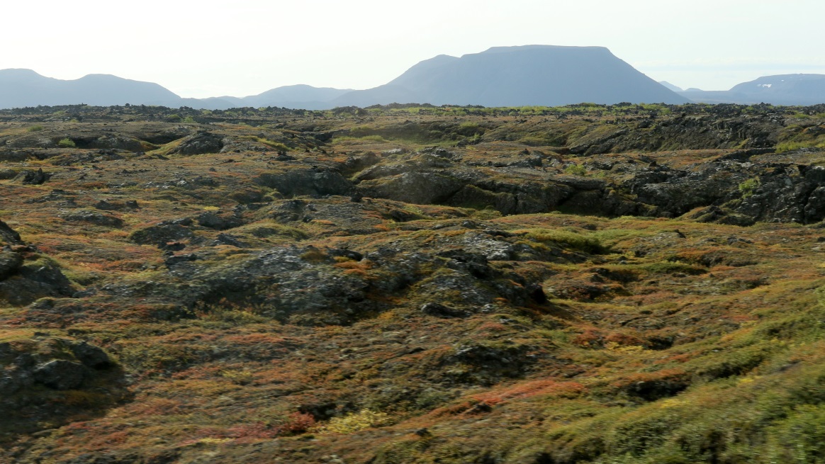 Colorful mosses
