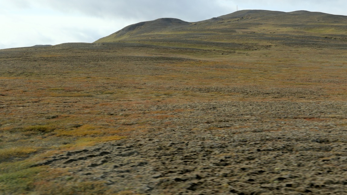 No major vegetation