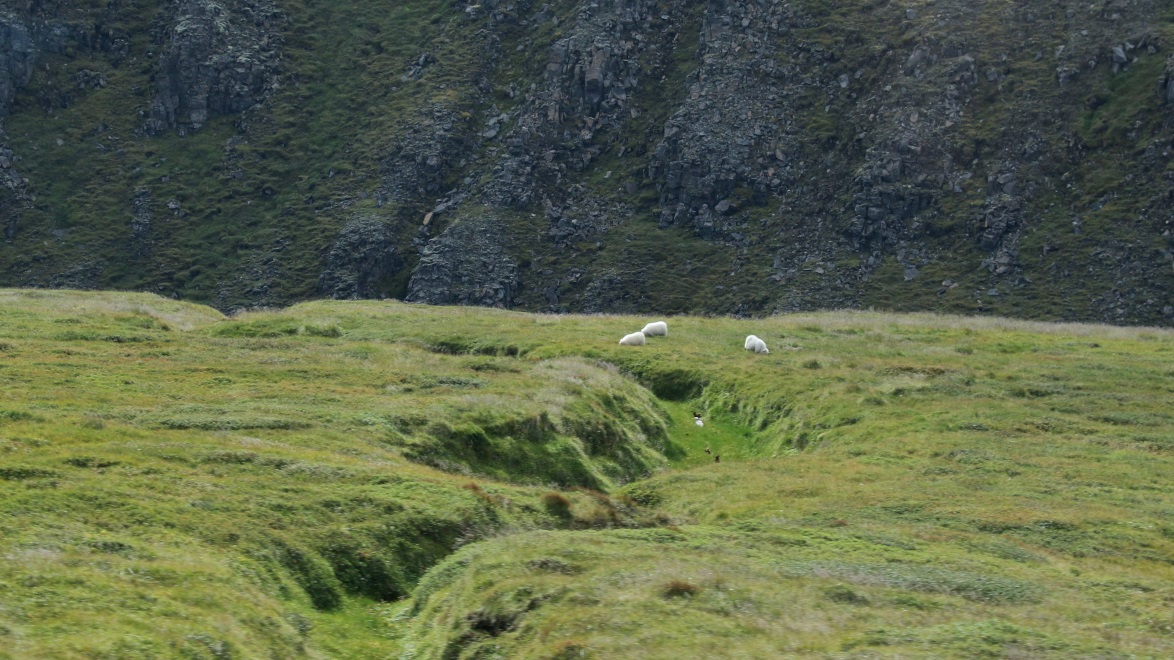 Gang of sheep