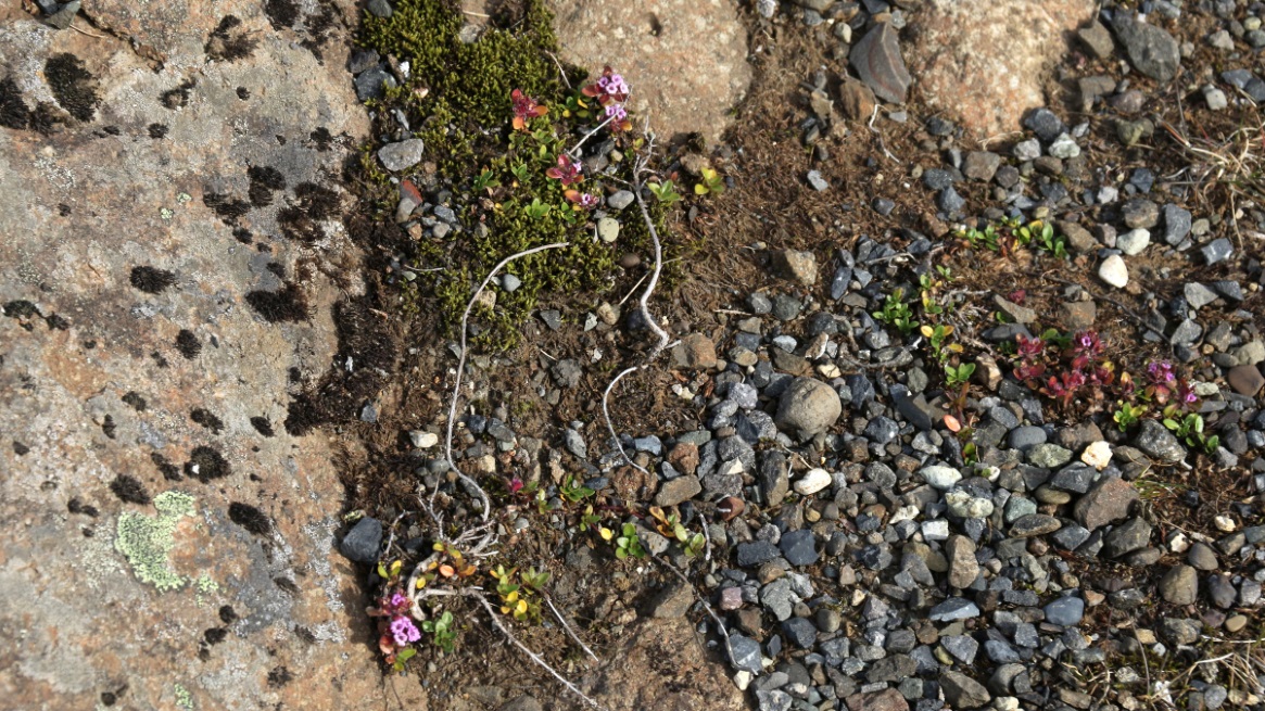Colorful plant