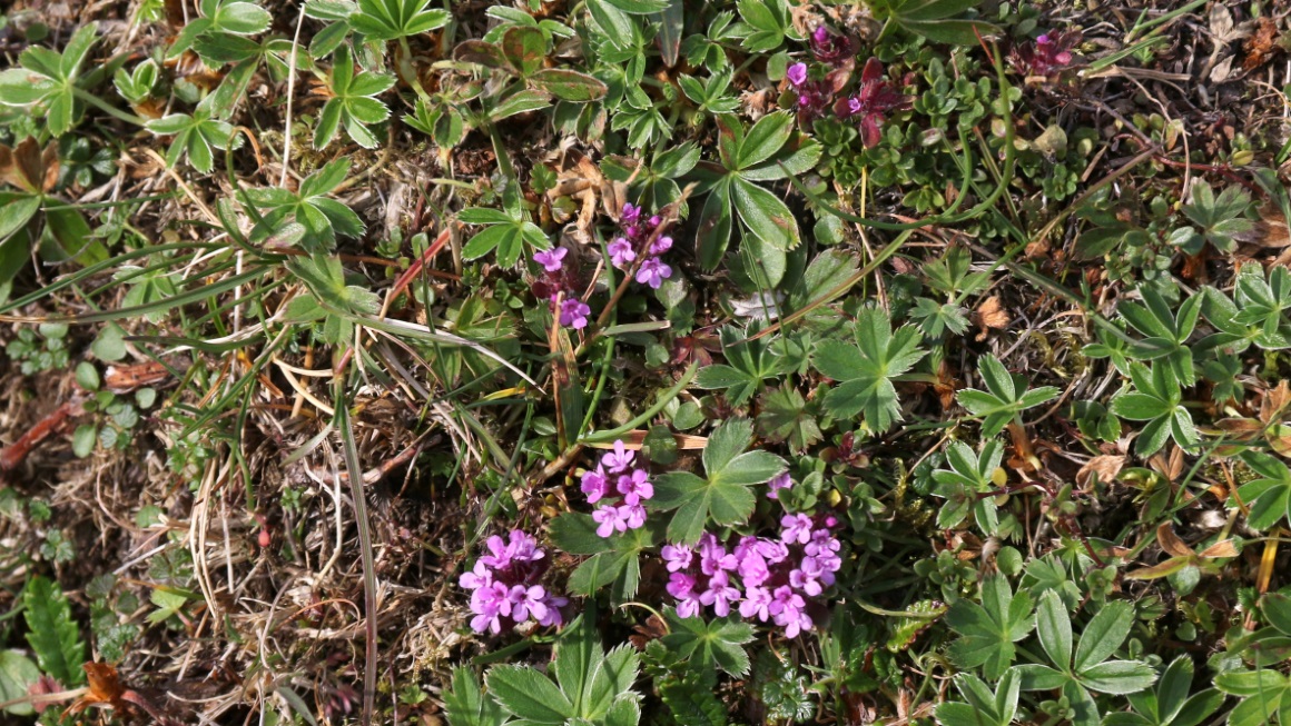 Nearby flower
