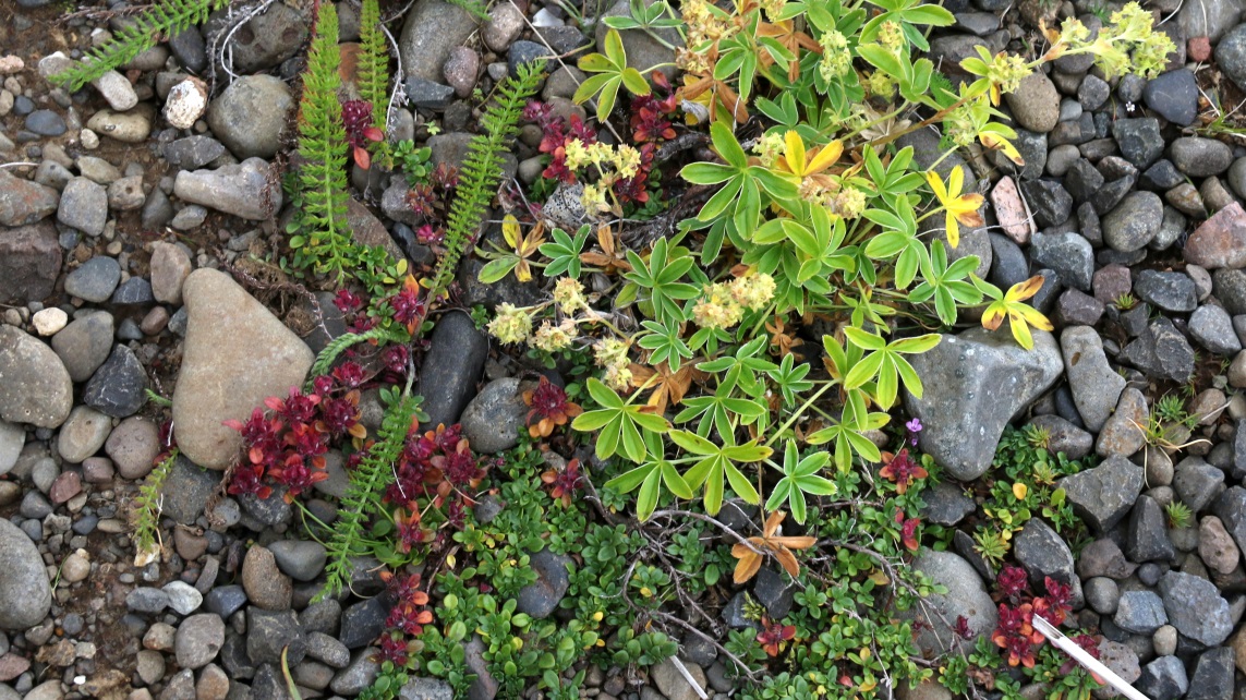 Ground cover