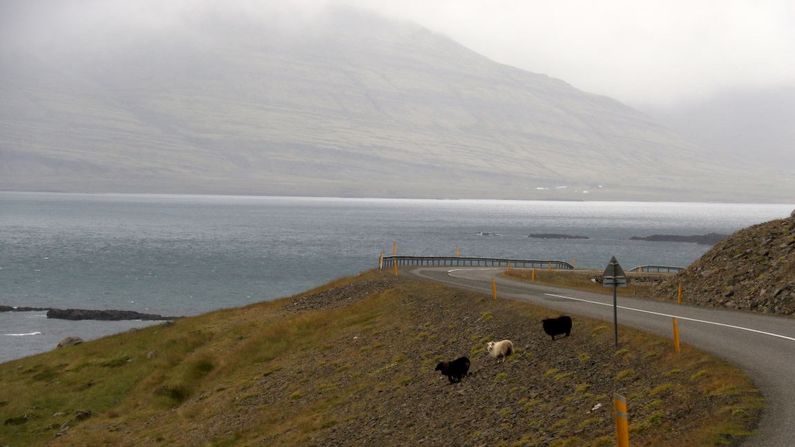 Trio of sheep