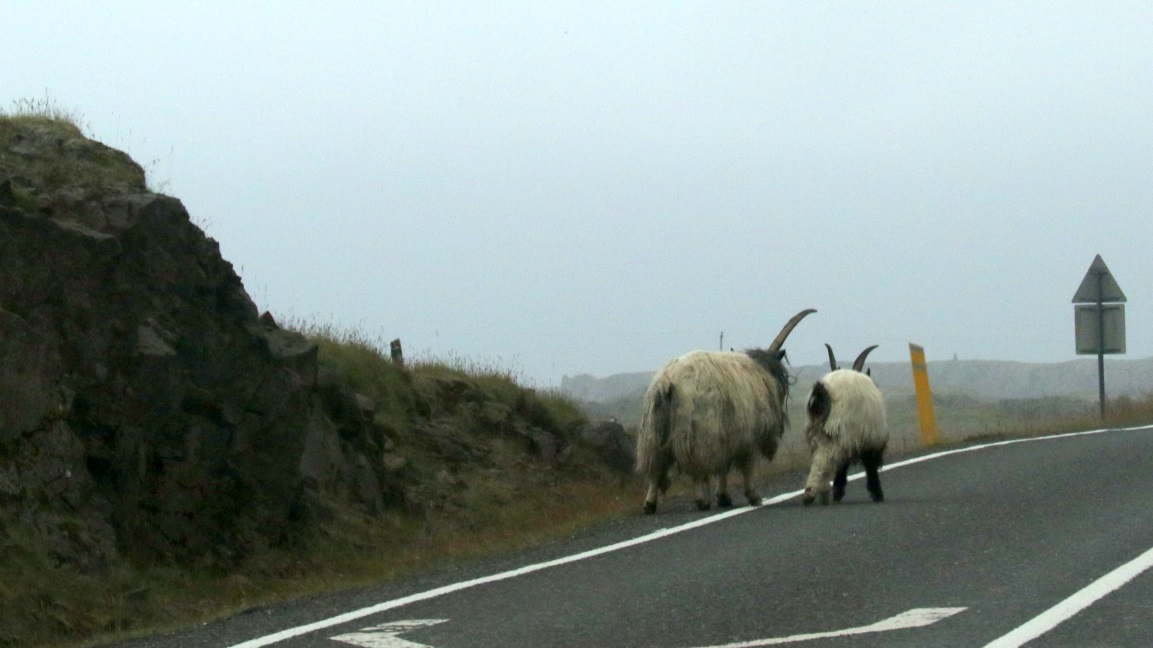 Only one horn