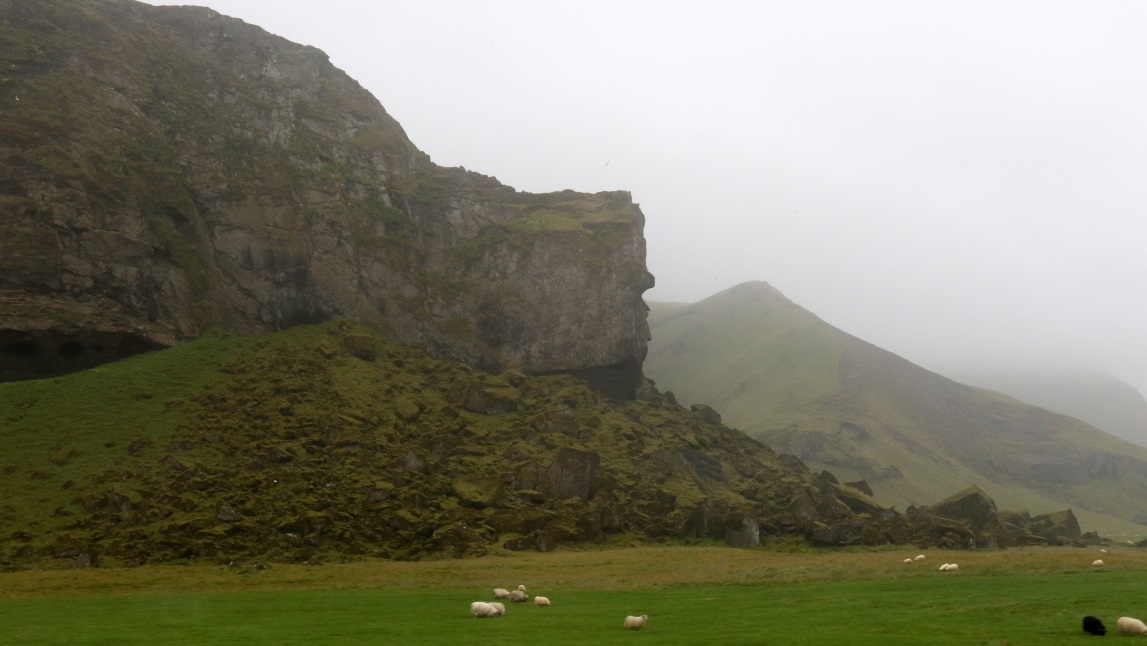 Sheep