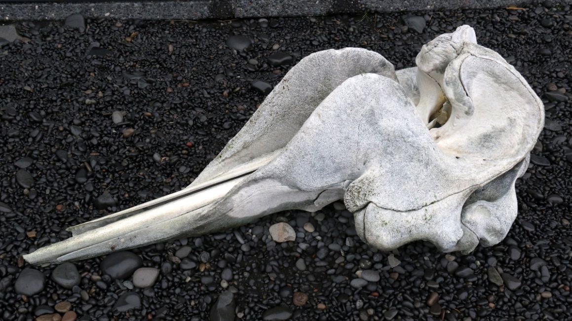 Whale vertabra