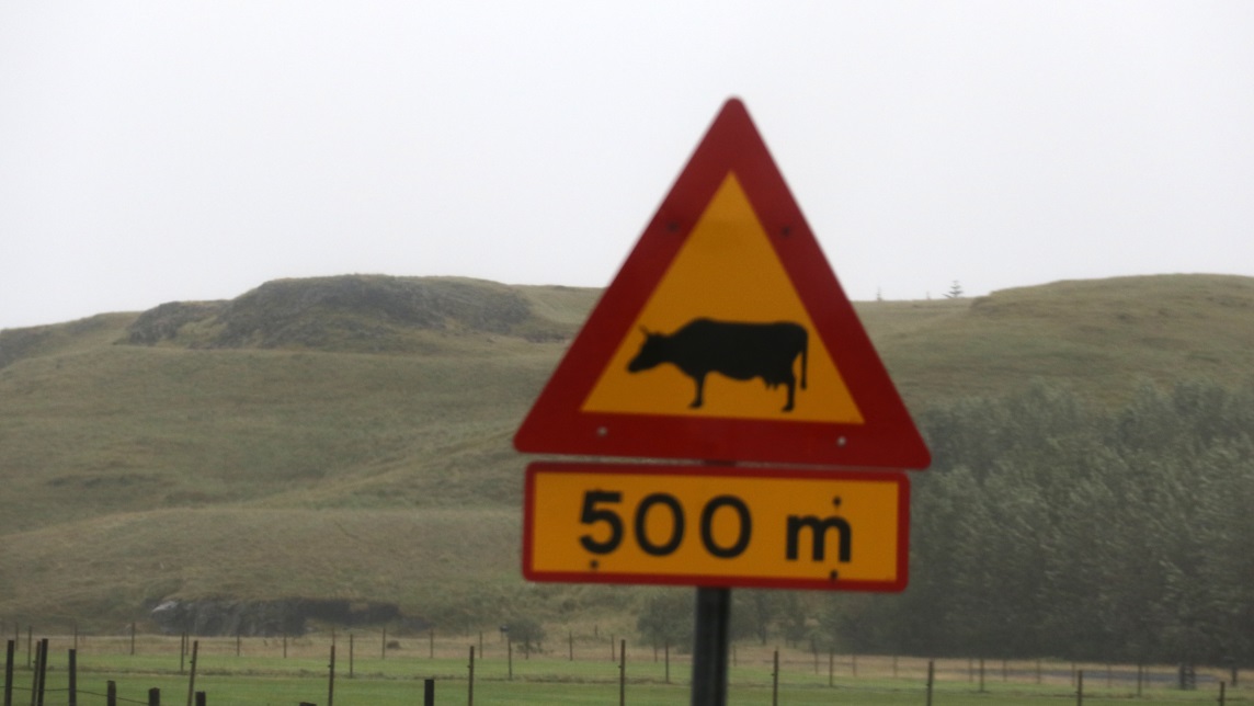 Cool cow sign