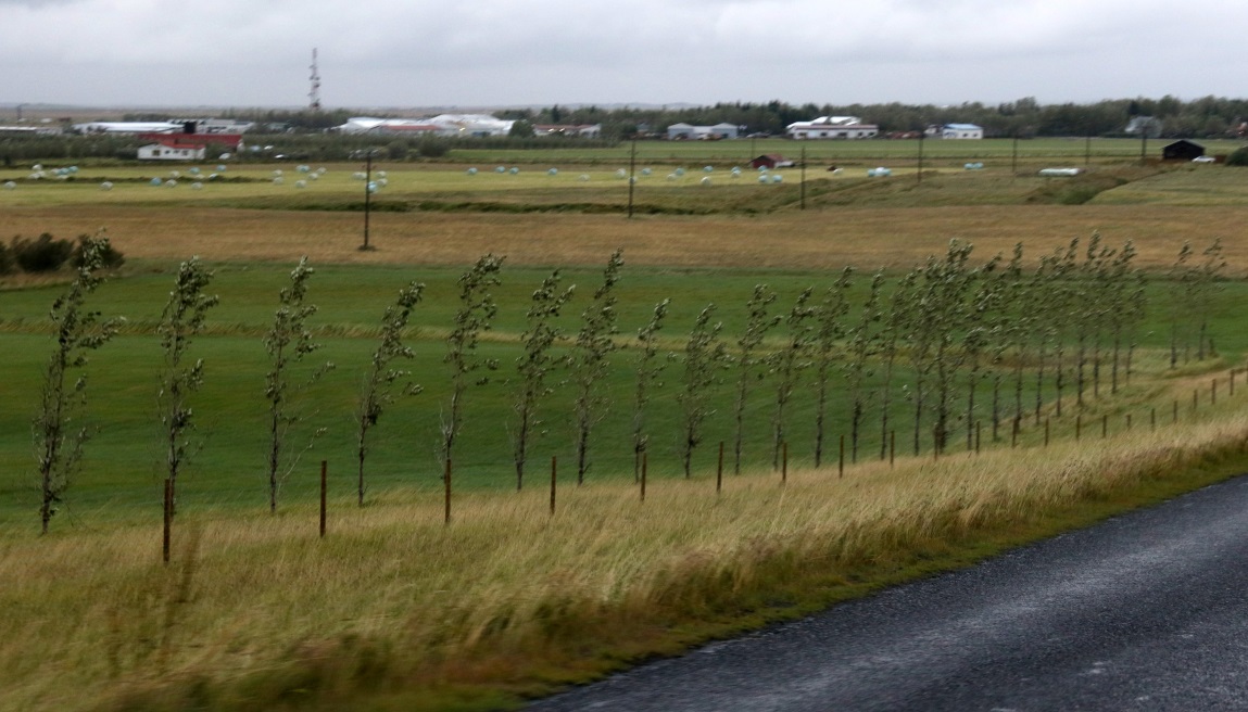 Trees in straight rows
