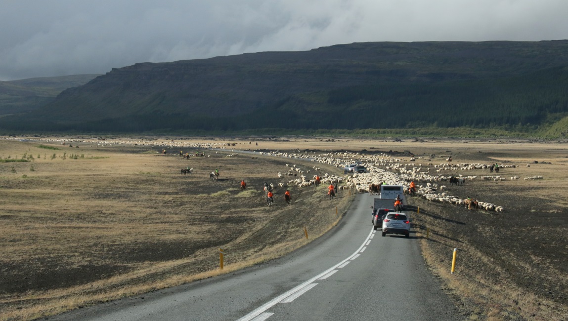 Icelandic traffic snarl