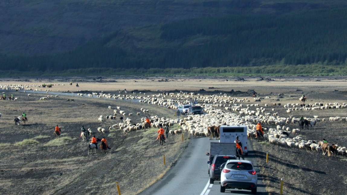 Sheep herding