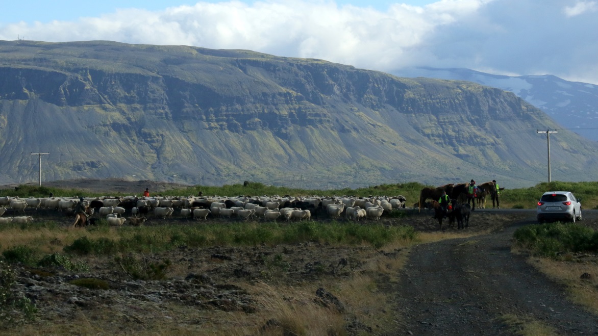 Holding up the sheep