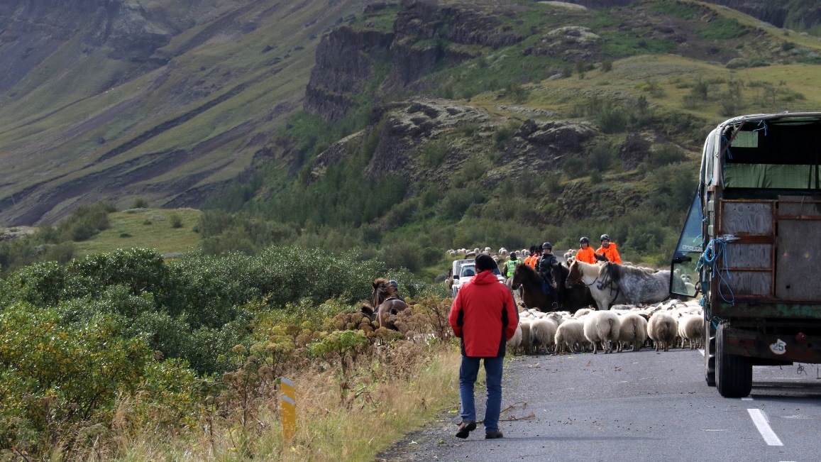 Sheep herding