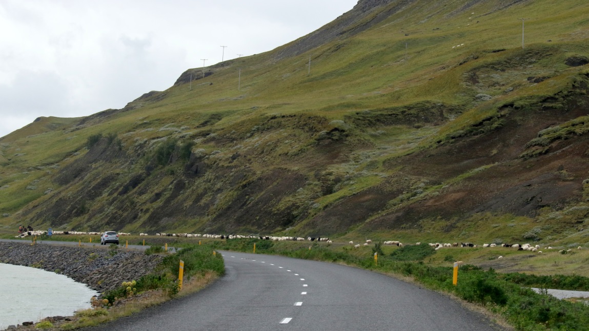 Sheep on their trail
