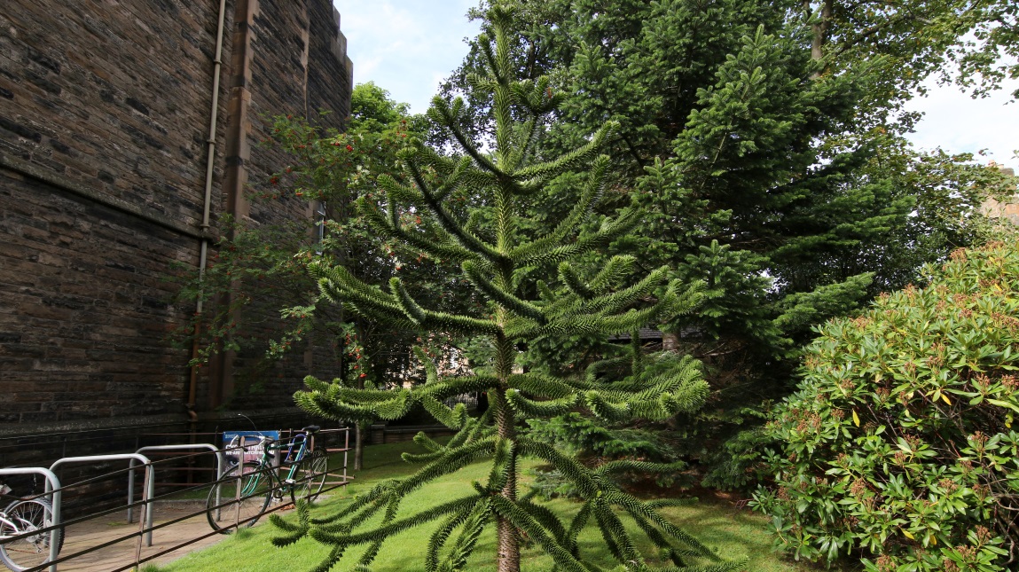 Monkey Puzzle tree