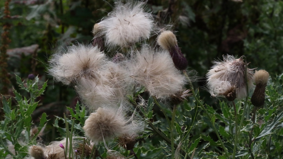 Plants going to seed