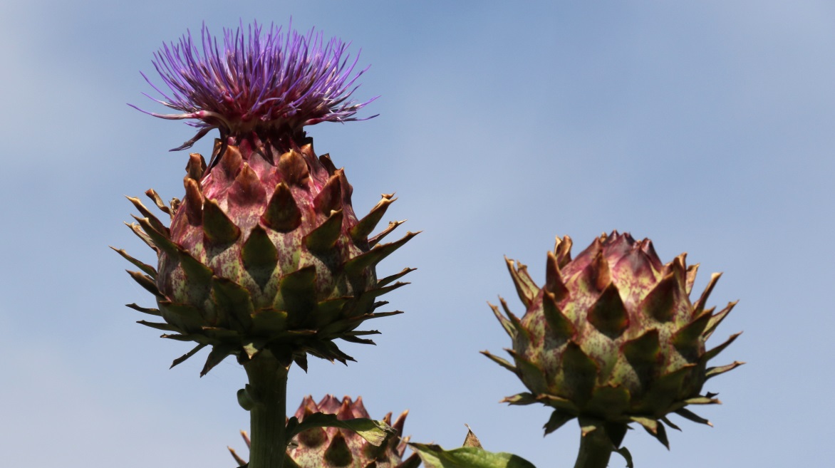 Thistles in the Abbotsford garden