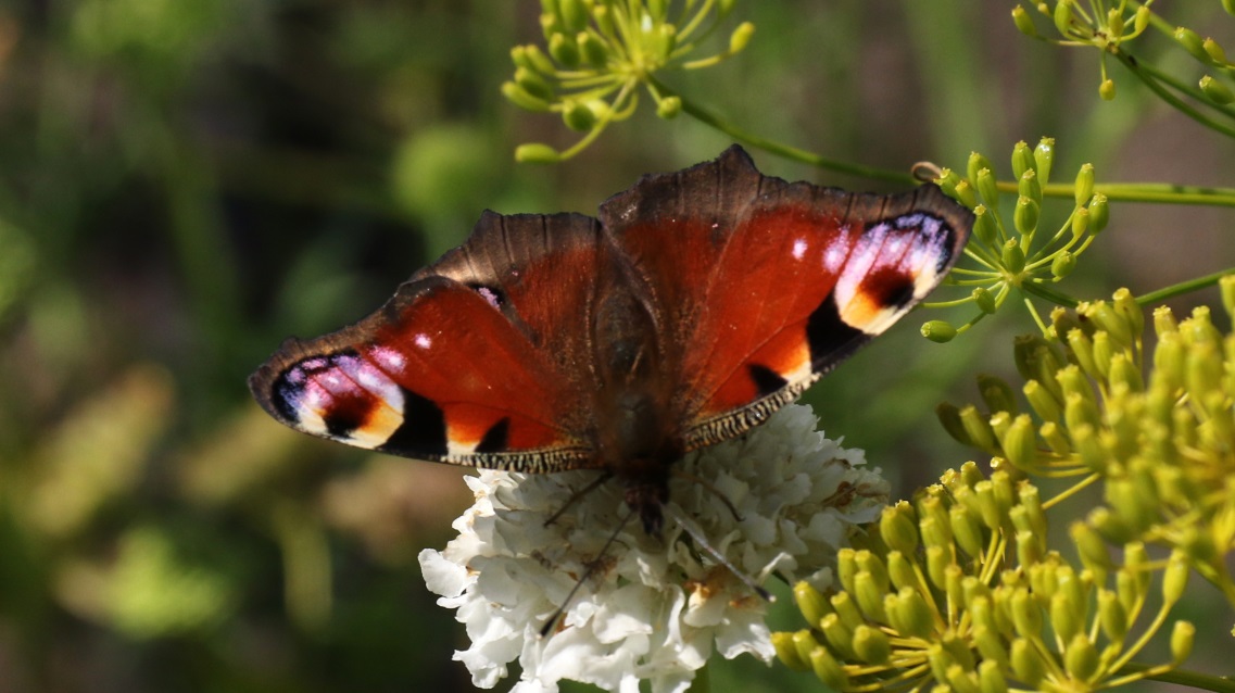 Also in the garden a butterfly