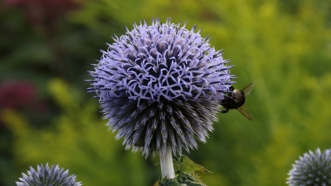 An interesting flower