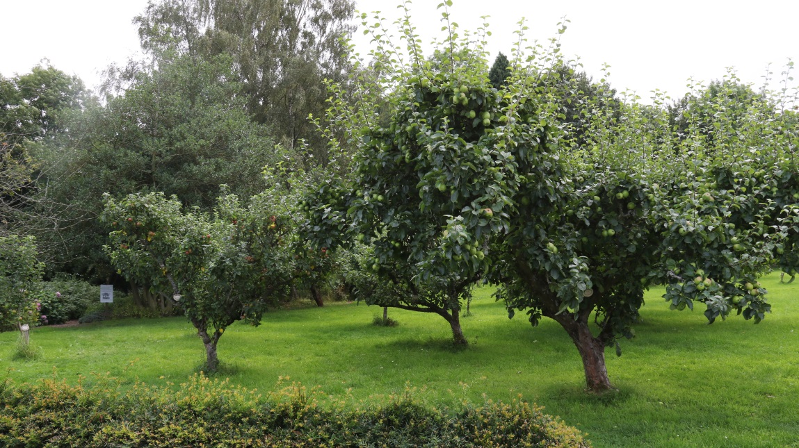 Apple trees