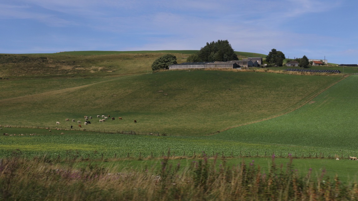 Sheep farm in Oxton