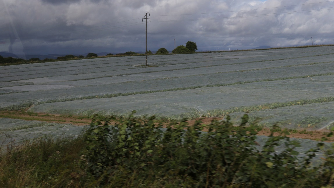 Strawberry farm in Kettins